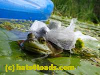 /home//u458753944/public_html/sourcegallery//Frogs/More bullfrogs/P8180183.JPG